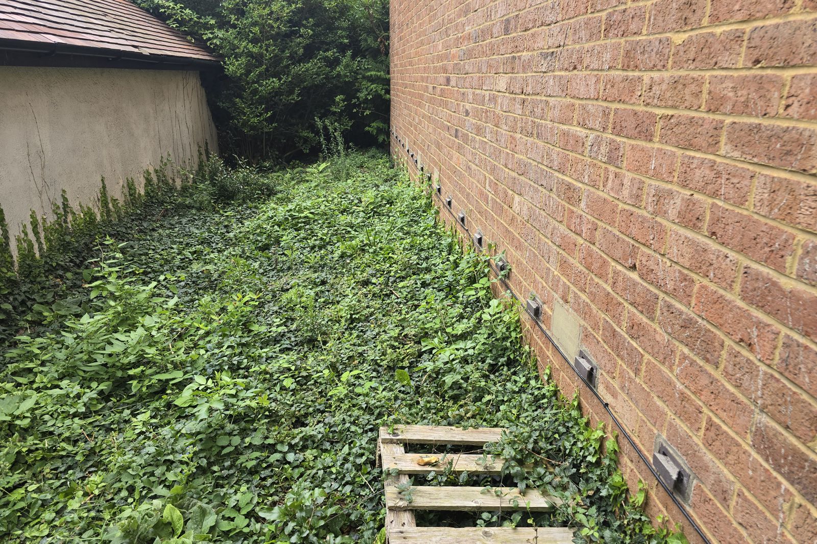 External brick wall with air bricks and ground level vegetation inspected during a damp investigation